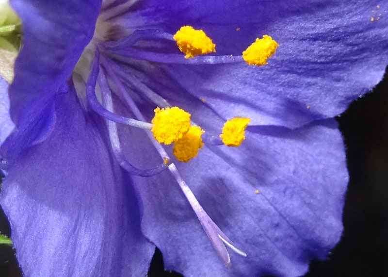 Polemonium caeruleum / Polemonio ceruleo